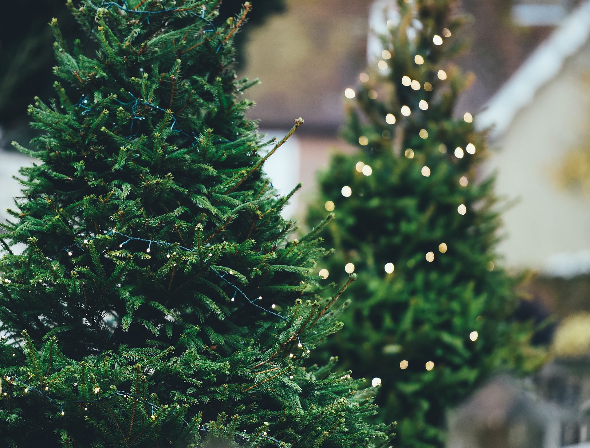 Albero di Natale vero, ecco come mantenerlo in vita e dove ripiantarlo: i  consigli degli agronomi romani